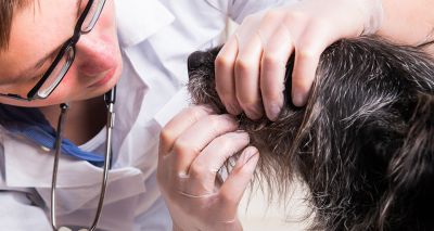 Canine-human cancer finding could advance new therapies